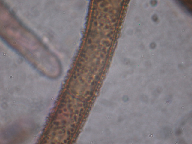 Geopora sumneriana ... in MICRO